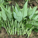 Corchorus olitorius Seeds, 20g