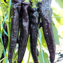Purple Pepper Seeds (F1 Hybrid), 20 Seeds