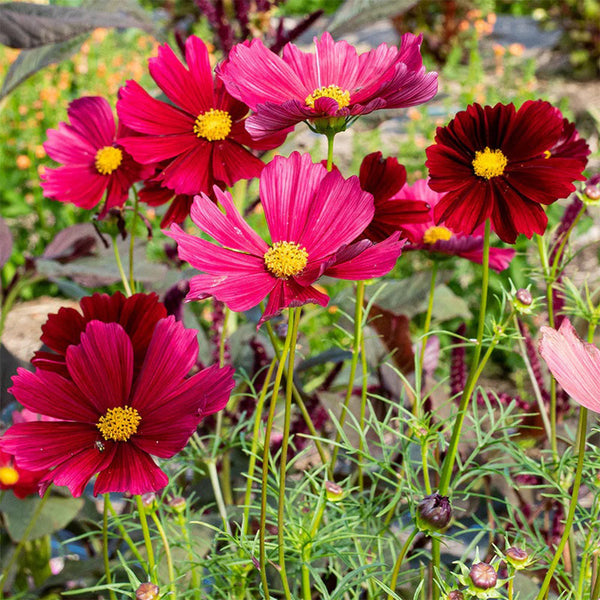 Evening Gown Red Cosmos Seeds, 2g