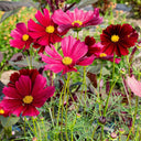Evening Gown Red Cosmos Seeds, 2g