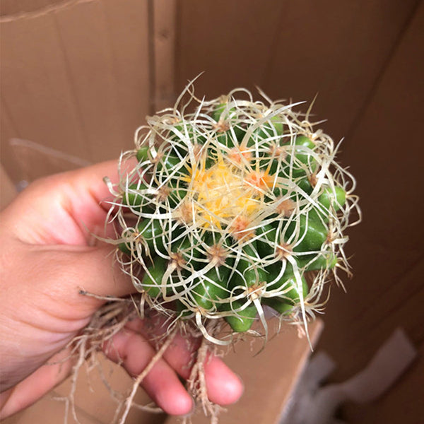 Kroenleinia grusonii 'Intertextus' Live Cactus