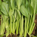 Jiamei Komatsuna Seeds, 10g