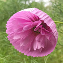 Pink Double Petal Cupcake Cosmos Seeds, 1g