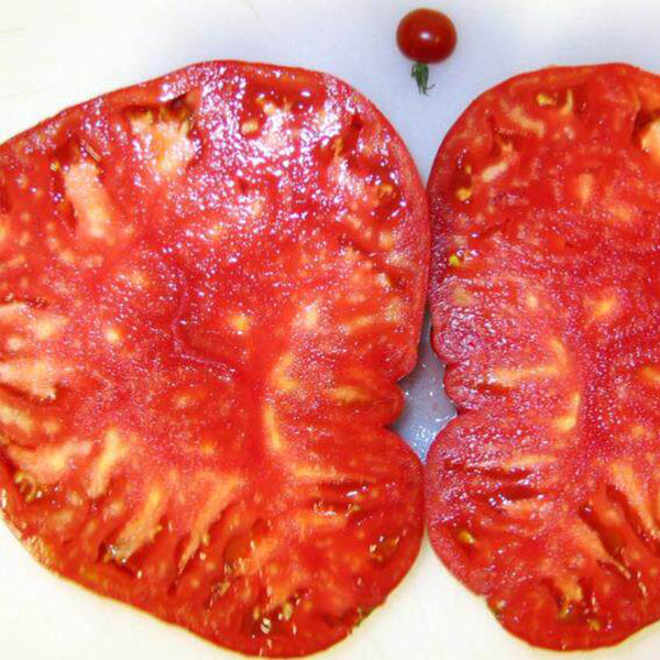 161 Michael's Portuguese Monster Tomato, 5 Seeds