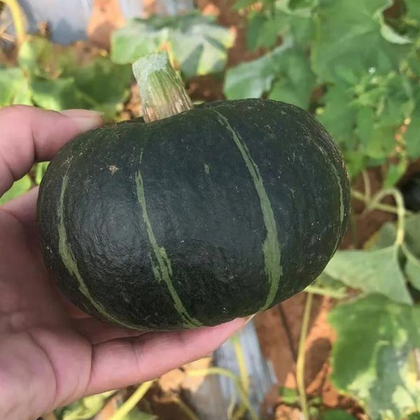 Mini Black Baby Pumpkin, 20 Seeds