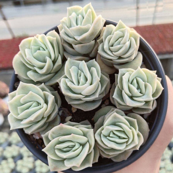 Graptoveria 'Lovely Rose', 3pcs x 1-head