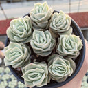 Graptoveria 'Lovely Rose', 3pcs x 1-head