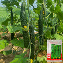 'Fuyang 35' F1 Cucumber Seeds, 25g