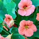 Peach Blossom' Nasturtium Seeds, 50 Seeds