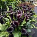 'Black Hero' Calla Lily, 16/18cm Circumference, 1 Bulb