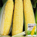 'Minuo 1157' F1 Yellow Waxy Corn Seeds, 100 Grams ≈ 500 Seeds