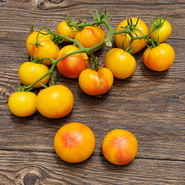 404 Little Sunburst Tomato, 5 Seeds
