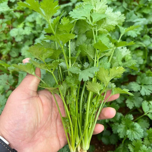 Evergreen Iron Stem Cilantro Seeds, 10g