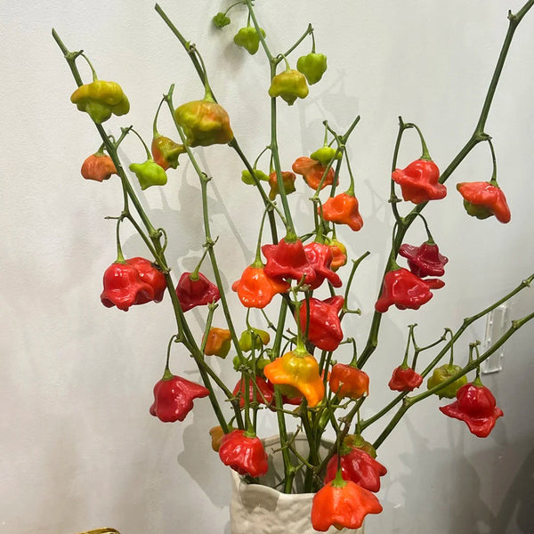 Bishop's Hat Pepper, 50 Seeds
