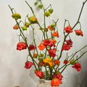 Bishop's Hat Pepper, 50 Seeds