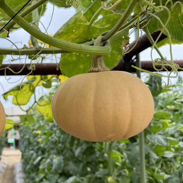 Jinyu 888 Pumpkin