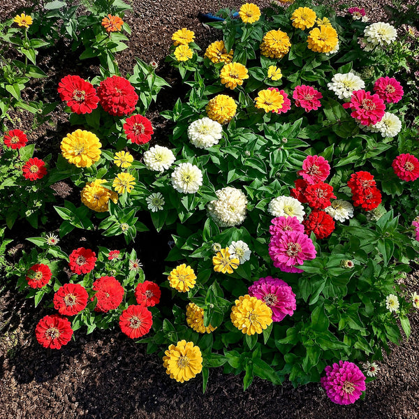 W1345 Dwarf Double Zinnia Mix, 100 Seeds