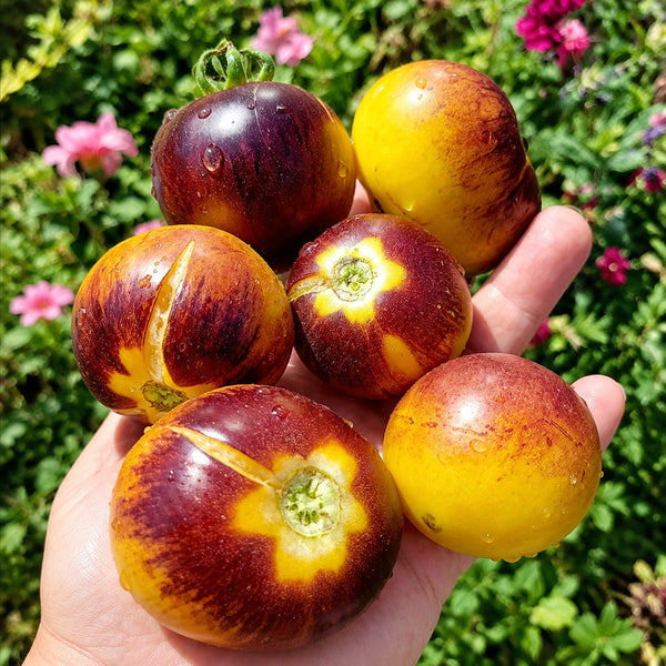1113 Canadian Sweet Ball F8 Tomato, 5 Seeds