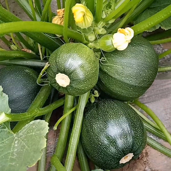 Shengfeng Dark Jade Zucchini Seeds, 10g