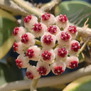 Hoya kerrii 'Albomarginata', 3 Cuttings