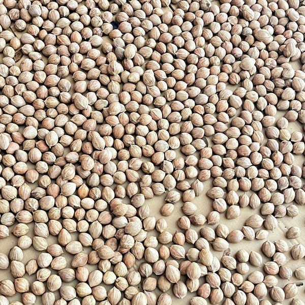 Mountain Walnut, 10 Seeds