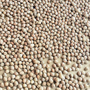 Mountain Walnut, 10 Seeds