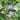 Yiwo Wu Sweet Melon Seeds, 3g