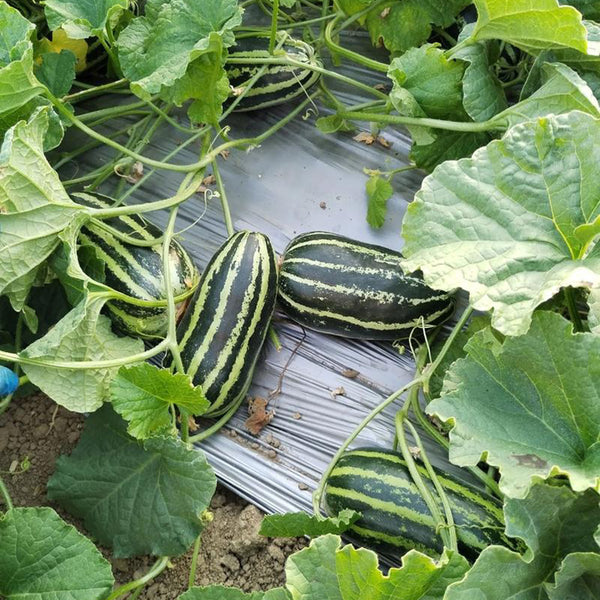 Yiwo Wu Sweet Melon Seeds, 3g