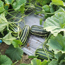 Yiwo Wu Sweet Melon Seeds, 3g
