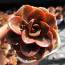 Echeveria 'Chocolate', 3pcs x 1-head