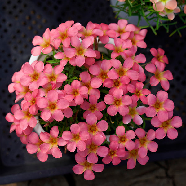Oxalis obtusa Series Bulb - 'Red Gold', 2 Bulbs