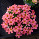 Oxalis obtusa Series Bulb - 'Red Gold', 2 Bulbs