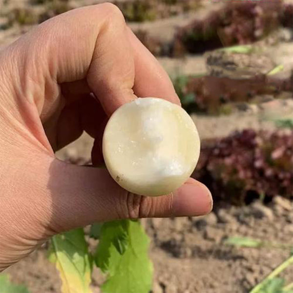 White Cherry Radish Seeds, 10g