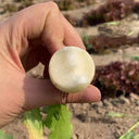 White Cherry Radish Seeds, 10g