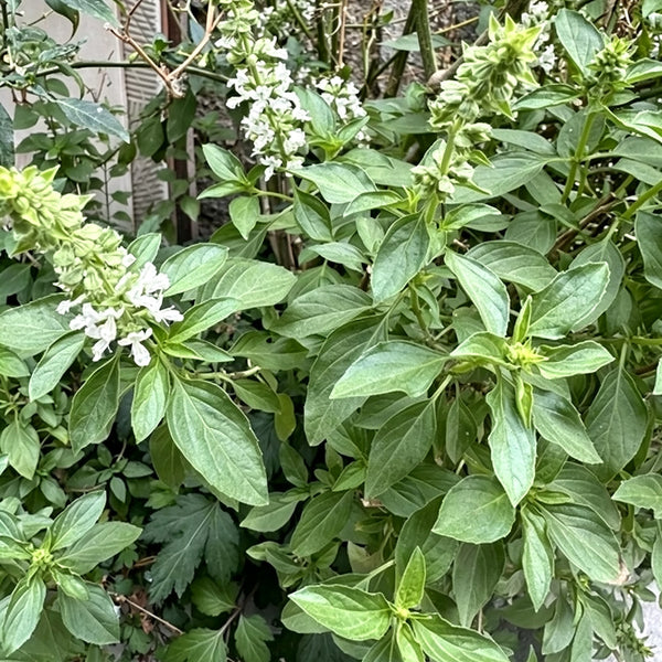 Chaozhou Jin Bu Huan Thai Basil, 500 Seeds