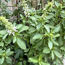 Chaozhou Jin Bu Huan Thai Basil, 500 Seeds