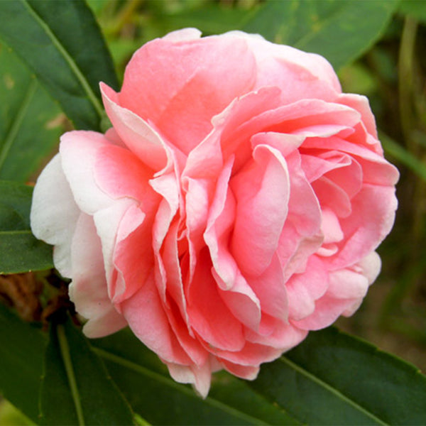 Pink Garden Balsam Double Flower Seeds, 100 Seeds