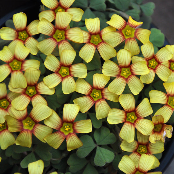 Oxalis obtusa Series Bulb - 'Fire Bird', 2 Bulbs