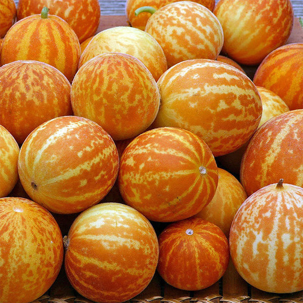 Queen Anne's Pocket Melon, 20 Seeds