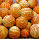 Queen Anne's Pocket Melon, 20 Seeds