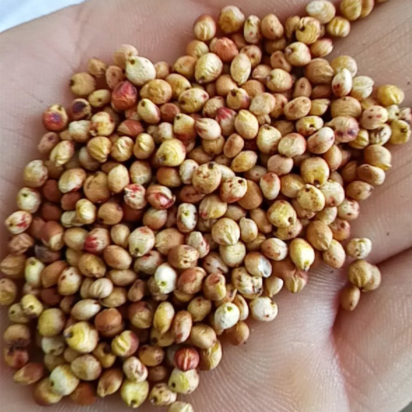 Disease-resistant No.4 Red Sorghum Hybrid Seeds, 500g