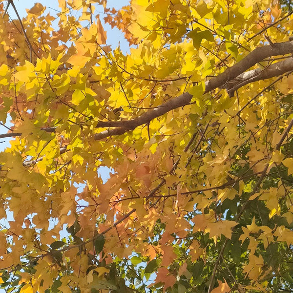Trident Maple Tree, 100 Seeds