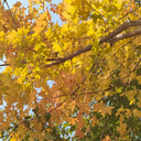 Trident Maple Tree, 100 Seeds