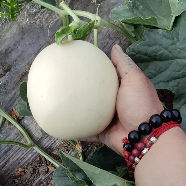 Super Sweet White Jade No.2 Melon Seeds, 10g