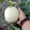 Super Sweet White Jade No.2 Melon Seeds, 10g