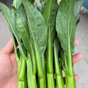 Meiqi No.2 Sweet Choy Sum Seeds, 10g