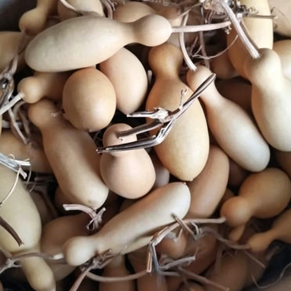 Flower Bottle Gourd, 10 Seeds