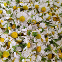 Oxeye Daisy Seeds, Pkt of 5000