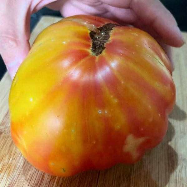 Hillbilly Potato Leaf Tomato, 15 Seeds