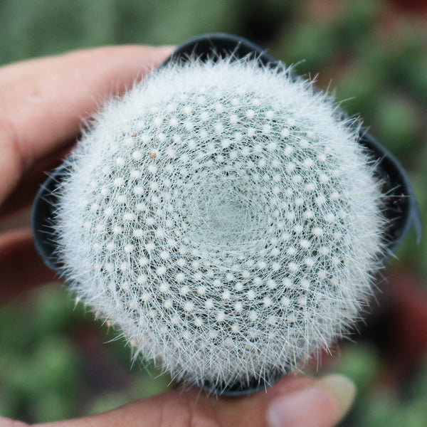 Parodia haselbergii, 3-4cm